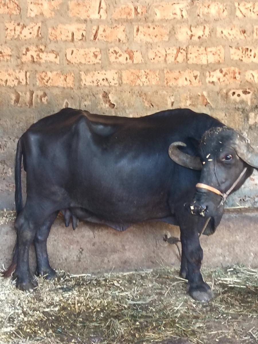ભેંસ વેચવાની