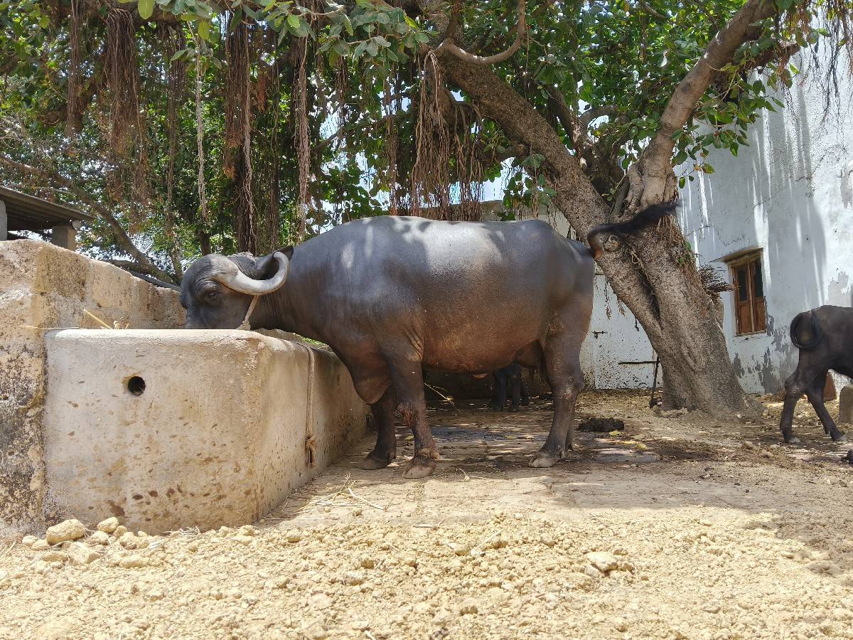 bhes vechvani se