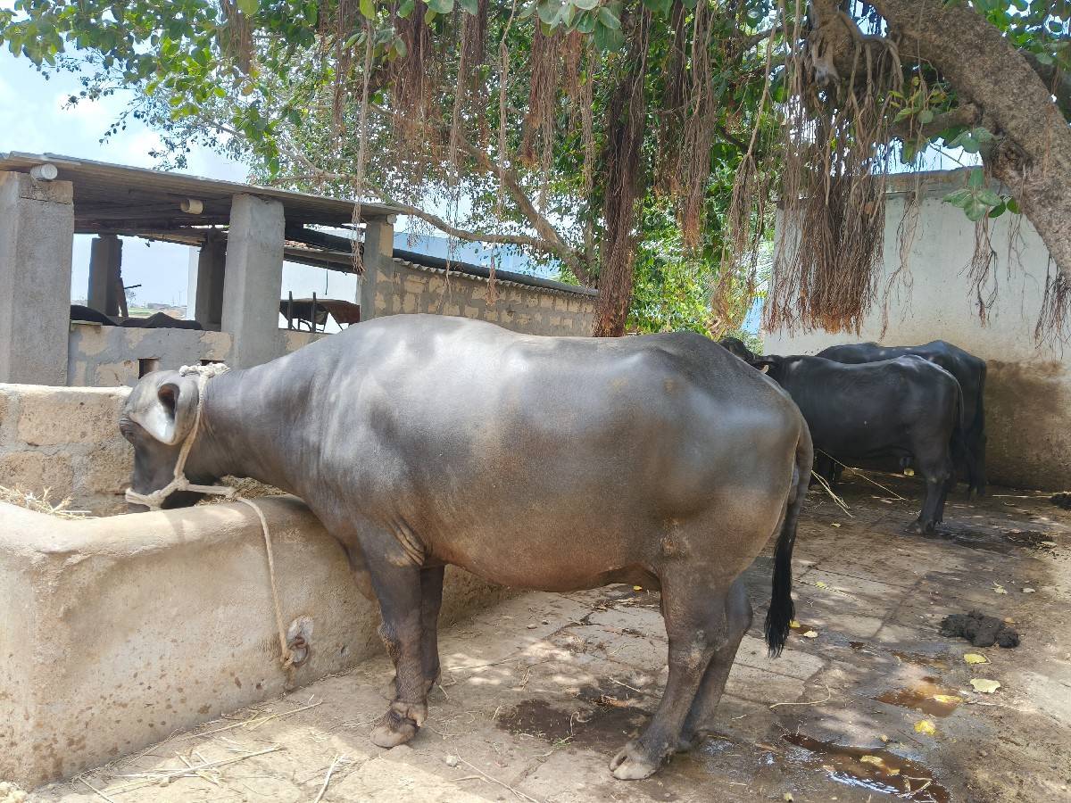 bhes vechvani se