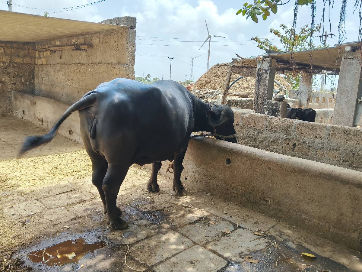 bhes vechvani se