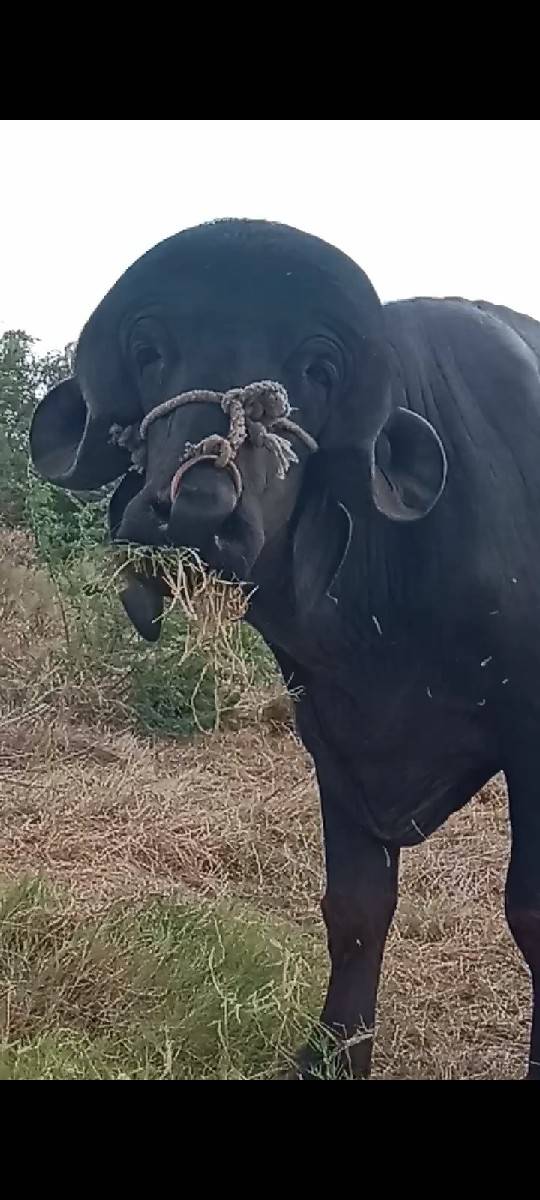 પાડો વેચવાનો છે
વિડિયો કે ફોટા
