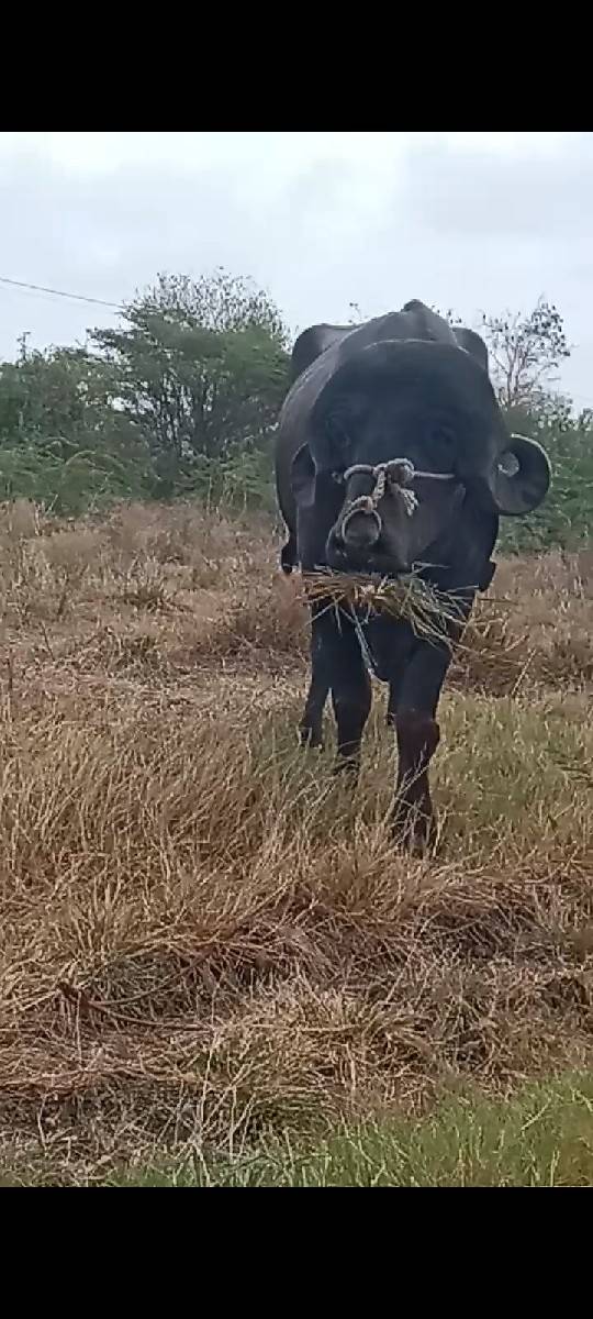 પાડો વેચવાનો છે
વિડિયો કે ફોટા