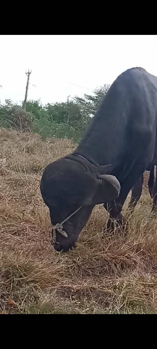 પાડો વેચવાનો છે
વિડિયો કે ફોટા