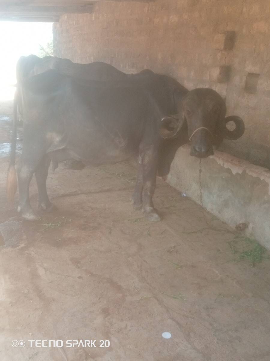4 વેતર વ્યાસે
