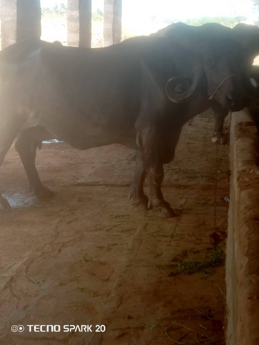 4 વેતર વ્યાસે