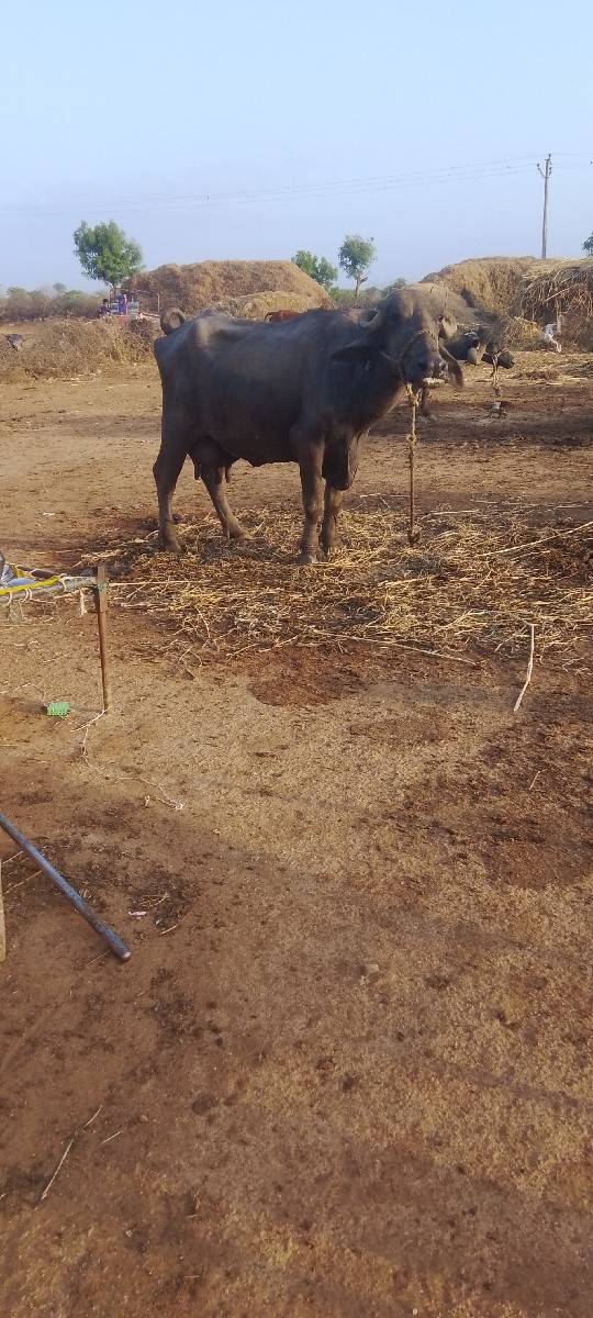 ભેંસ વેચવાનું છે