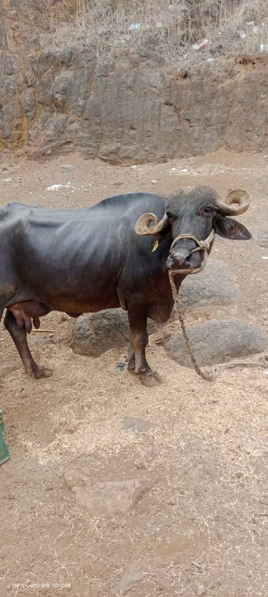 ભેંસ વેચવાની છે.
નંબર 8799354640