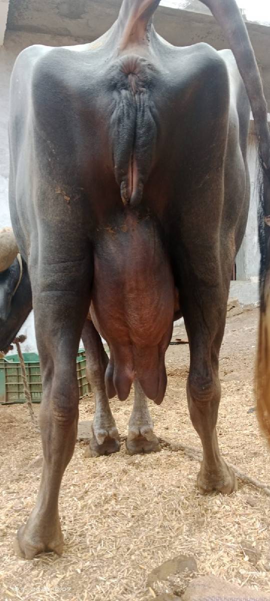 ભેંસ વેચવાની છે.
નંબર 8799354640