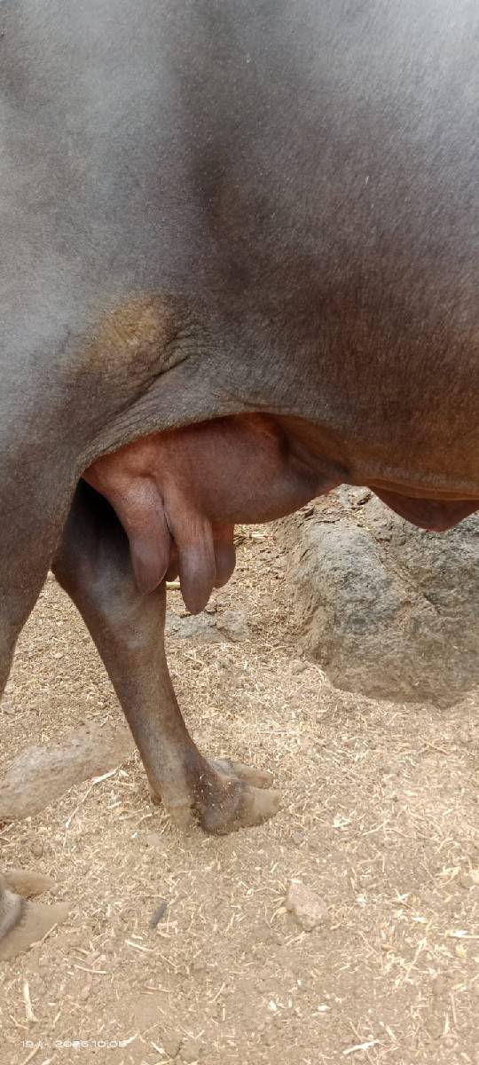 ભેંસ વેચવાની છે.
નંબર 8799354640