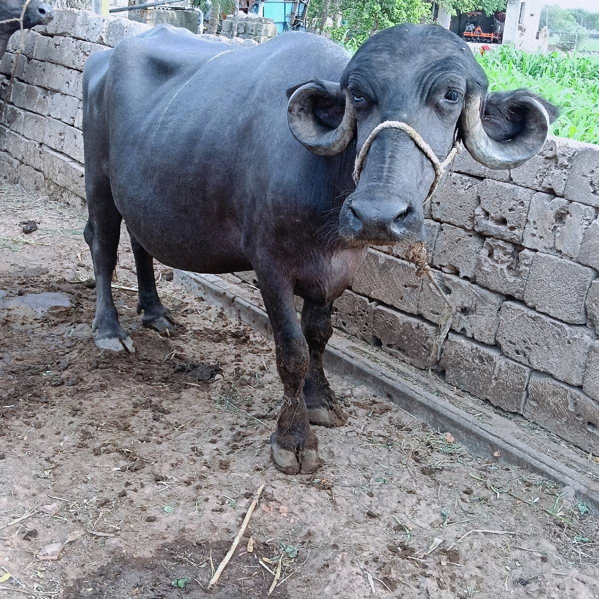2 વેતર વિહાહે