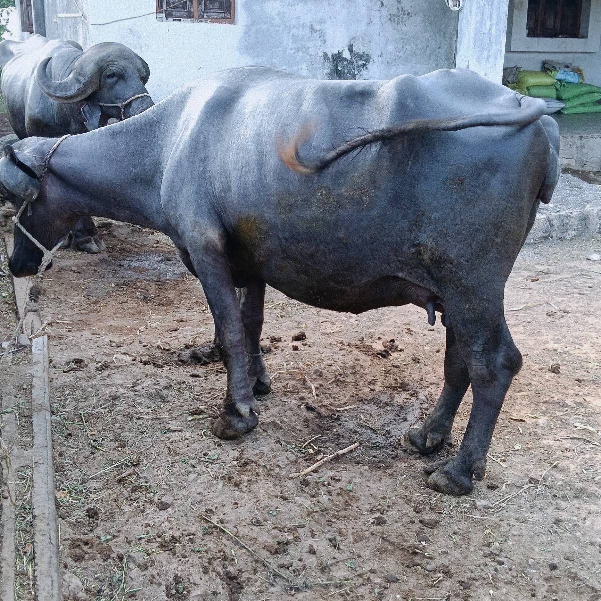 2 વેતર વિહાહે