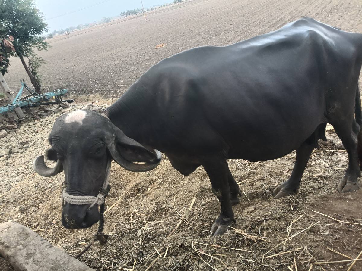 આ ભેશ વેચવાની શે જો કોઈ ને લેવઇ