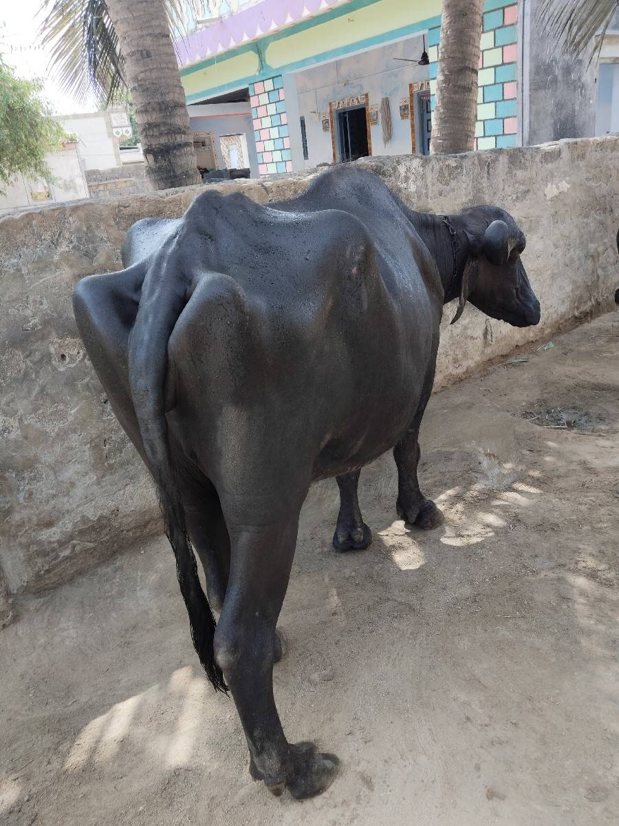 પેલા વેતર ની ખળેલી વેચવાની છે
