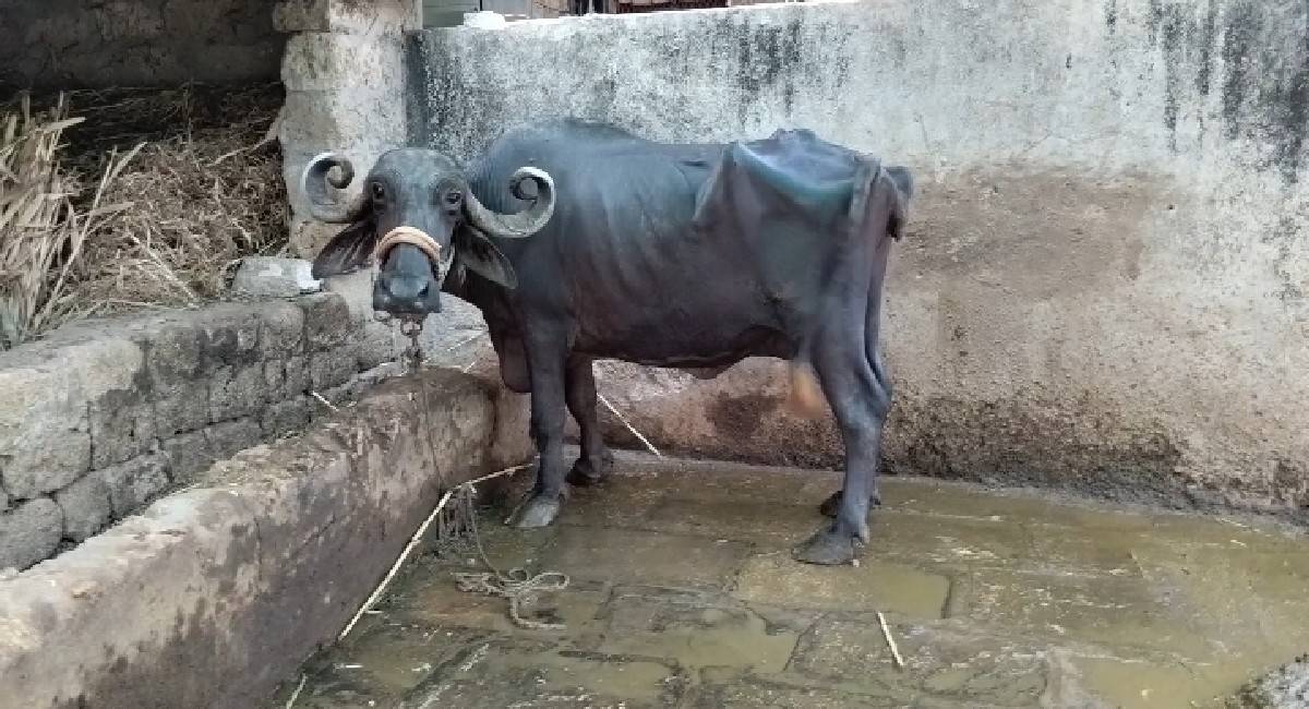 ભેંસ વેચવાની છે....
