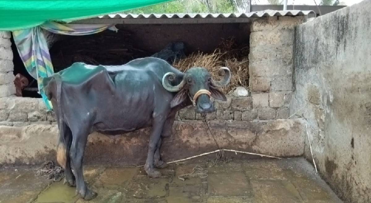 ભેંસ વેચવાની છે....