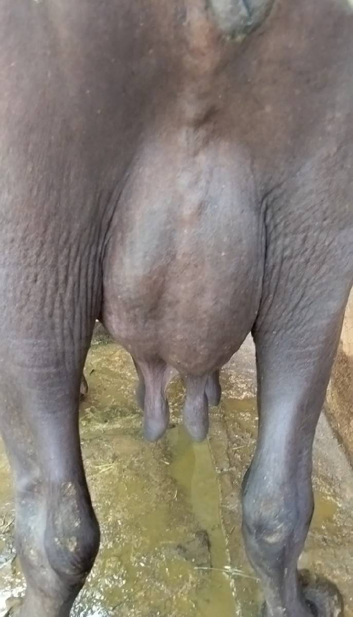 ભેંસ વેચવાની છે....