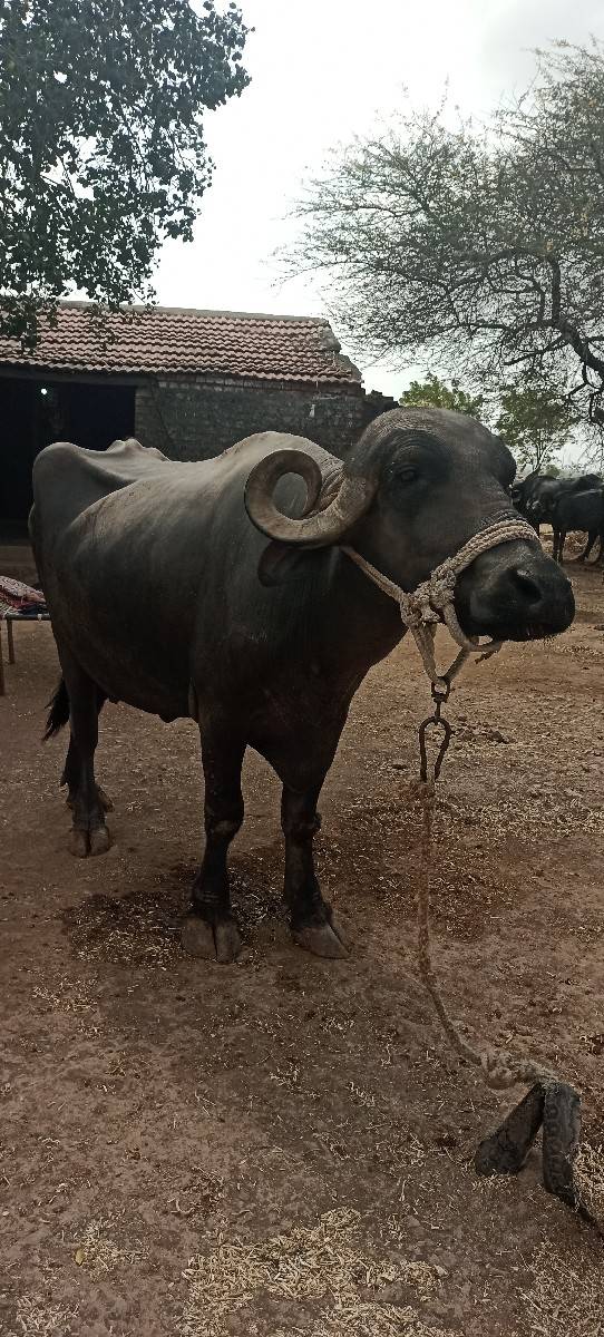 ત્રણ ભેંસો વેચવાની છે