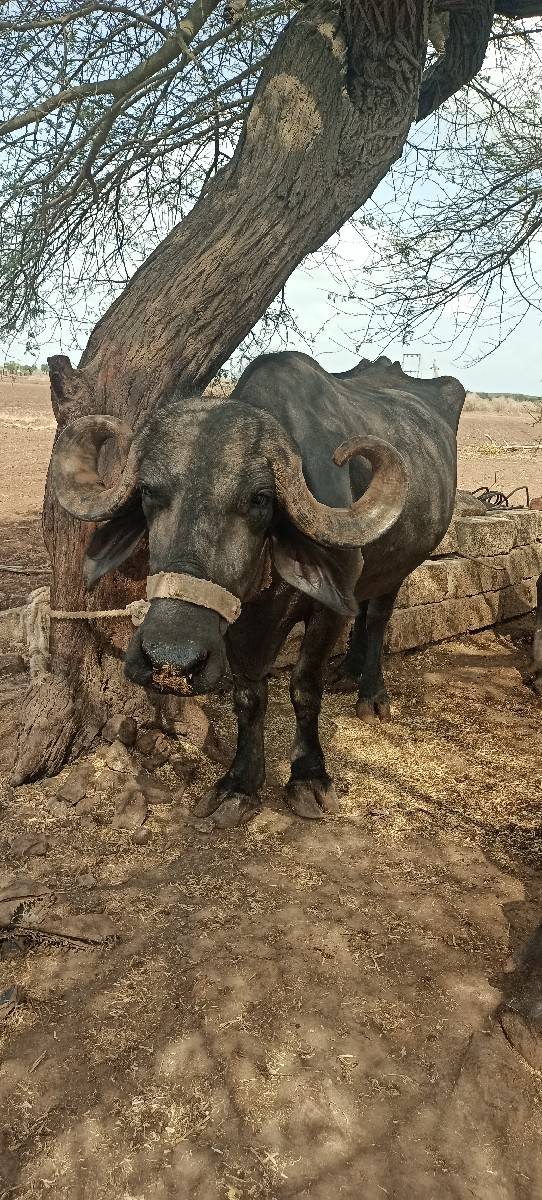 ત્રણ ભેંસો વેચવાની છે