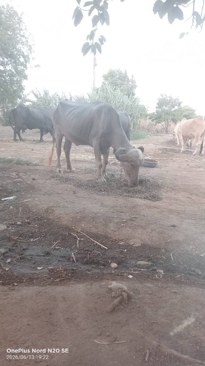 ભૂરી સે પેલું વેતર સે