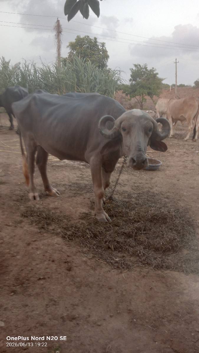 ભૂરી સે પેલું વેતર સે
