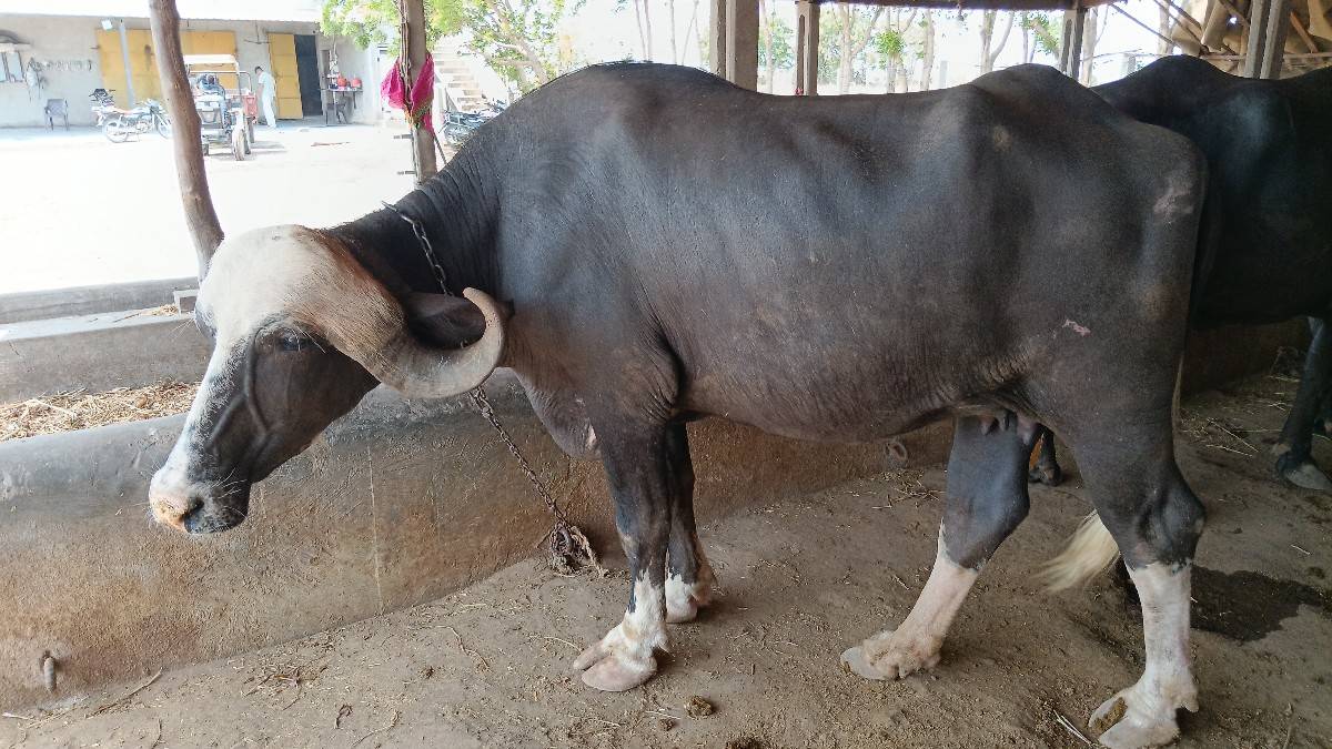 ભેંસ વેચવાની છે