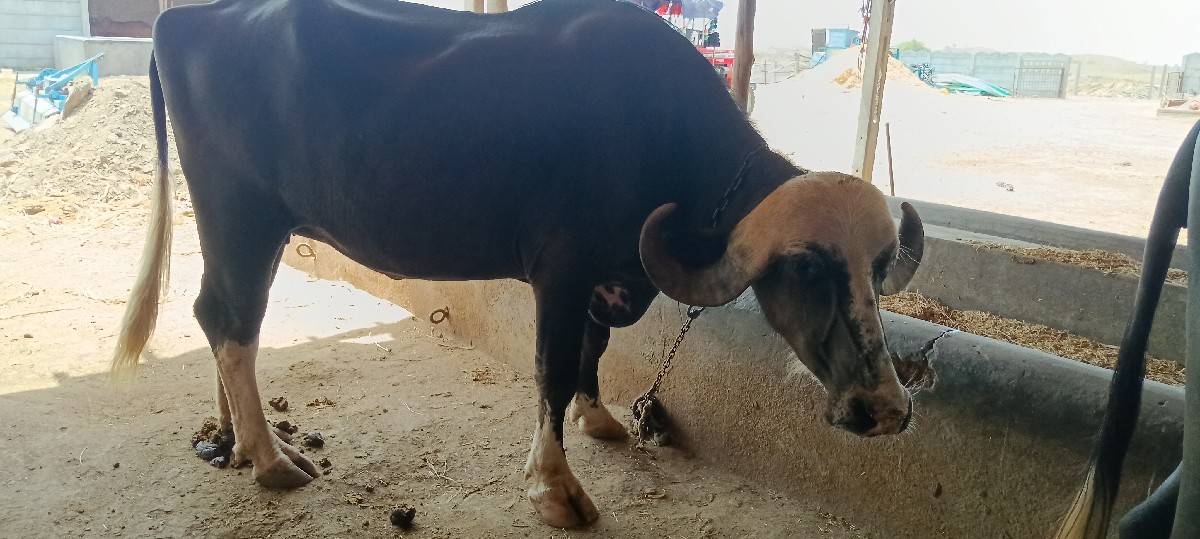ભેંસ વેચવાની છે