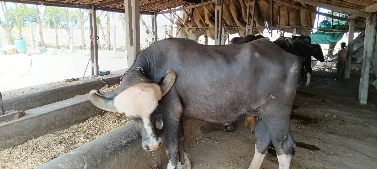 ભેંસ વેચવાની છે