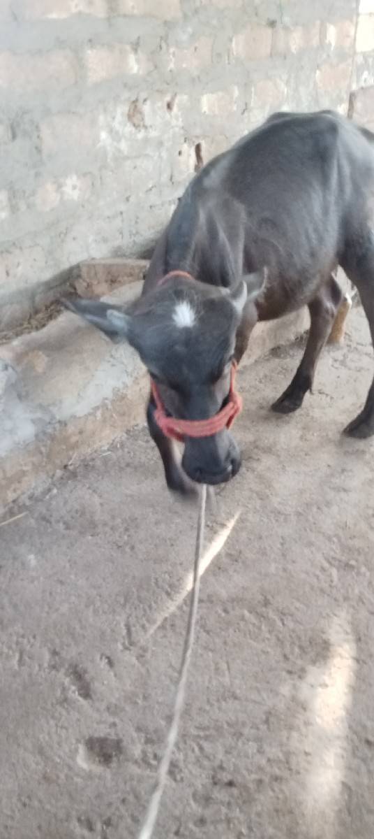 વેચવાની છે