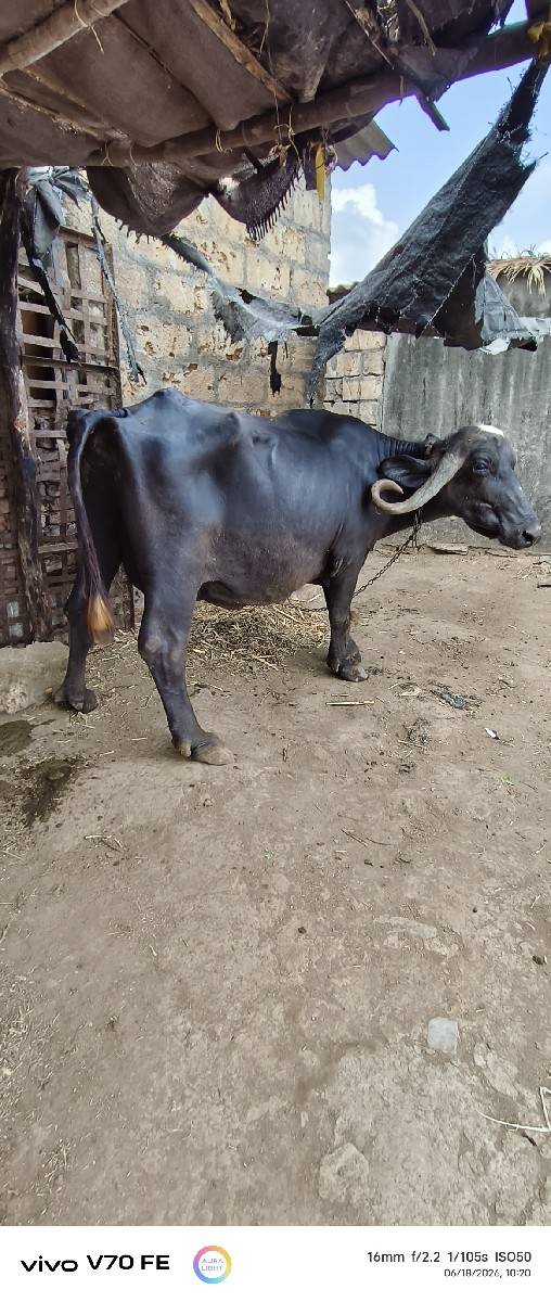 ભેંસ વેચવાની છે
