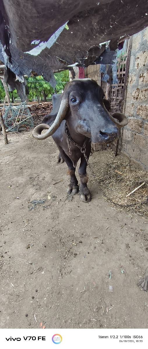 ભેંસ વેચવાની છે