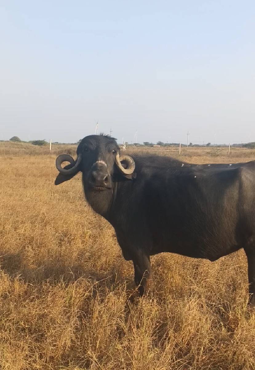 ખડેલા