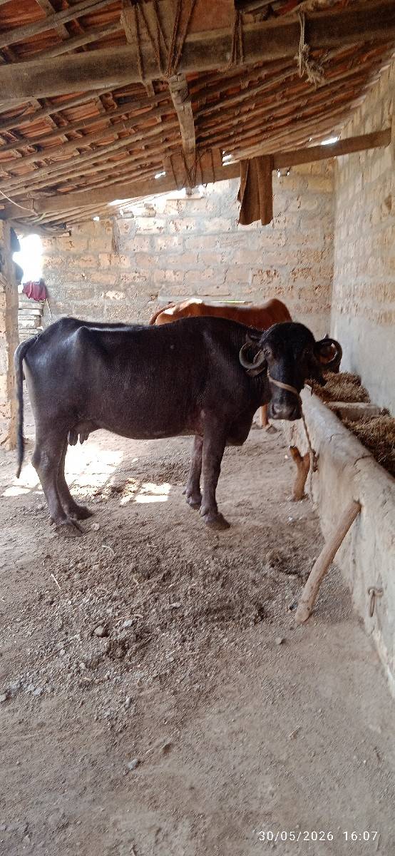 ભેંસ વેચવાની છે