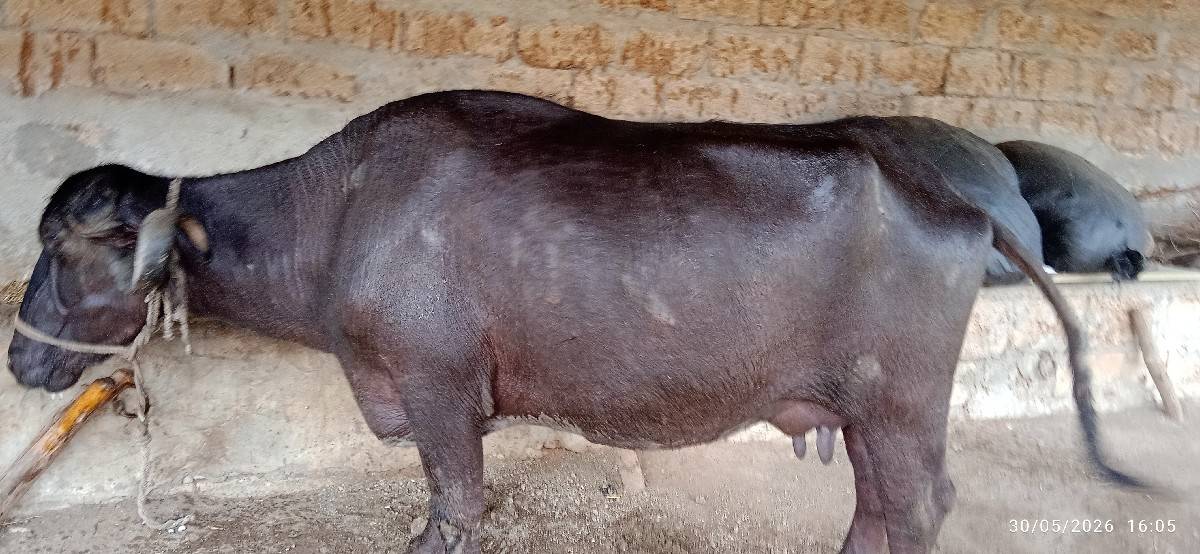 ભેંસ વેચવાની છે