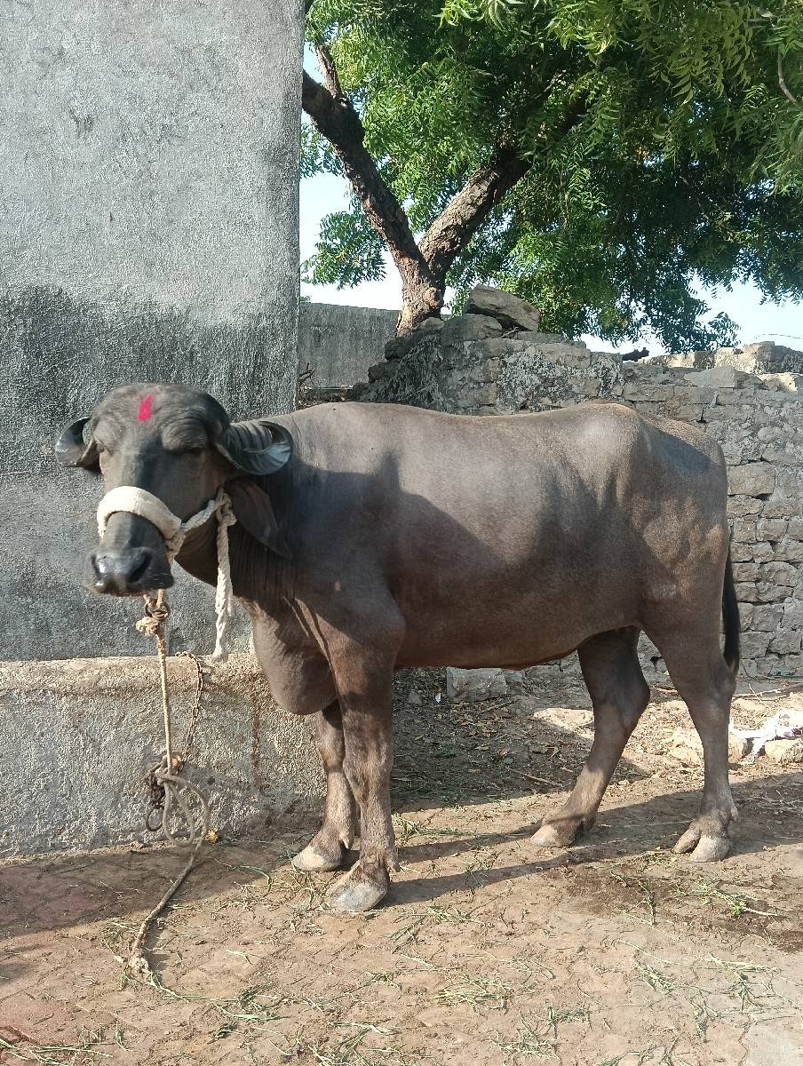 ખડેલી વેચવાની છે