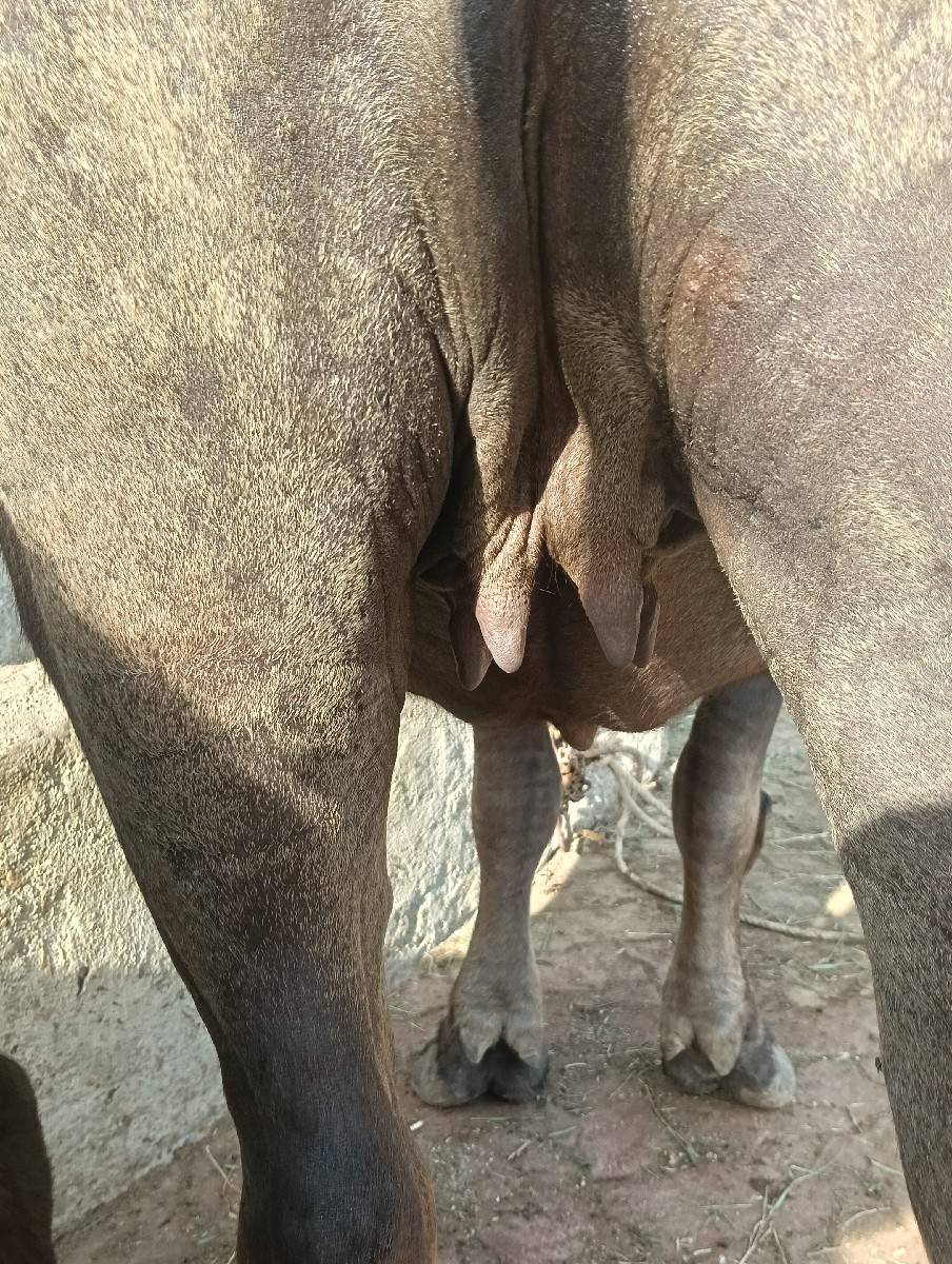 ખડેલી વેચવાની છે