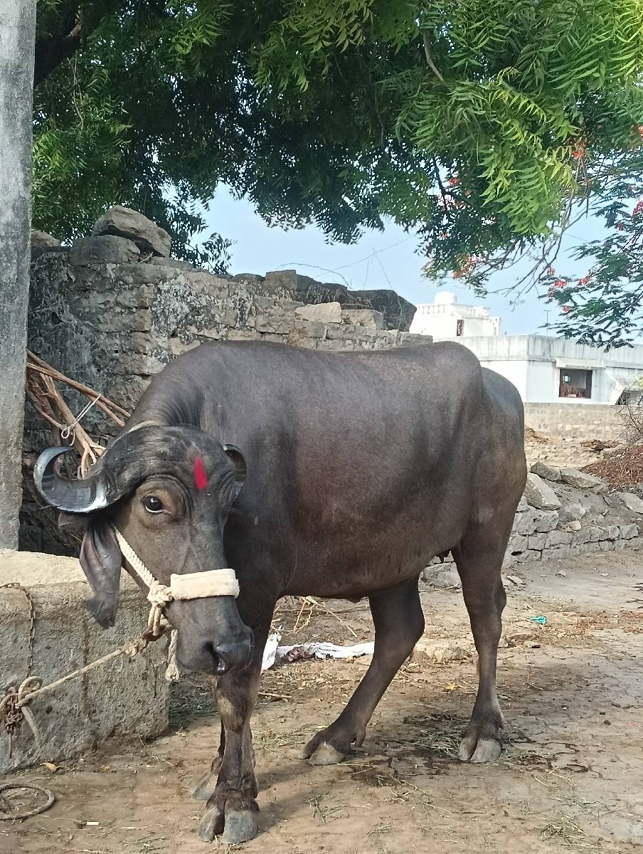 ખડેલી વેચવાની છે
