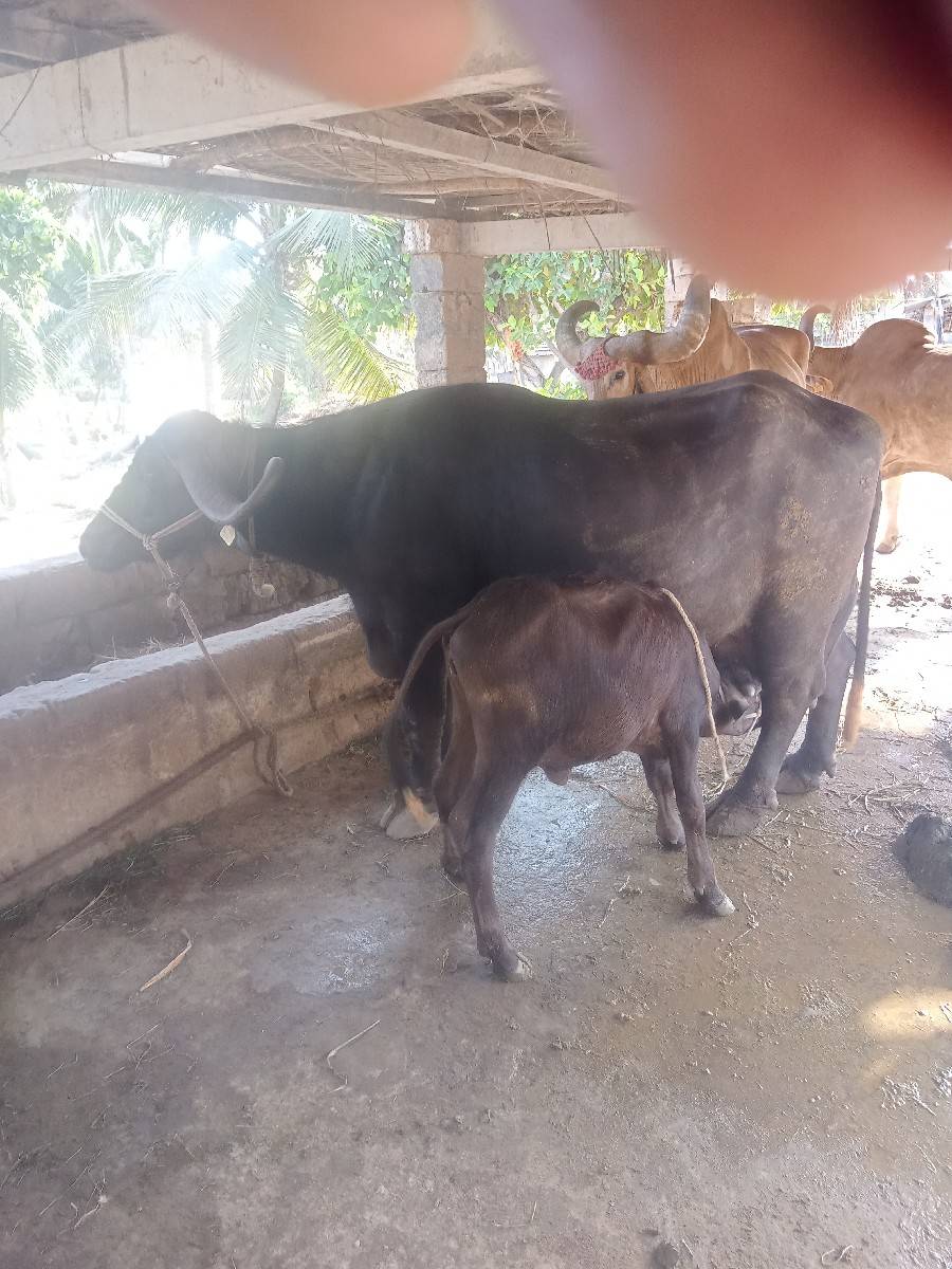 ભેશ વેચવાની છે