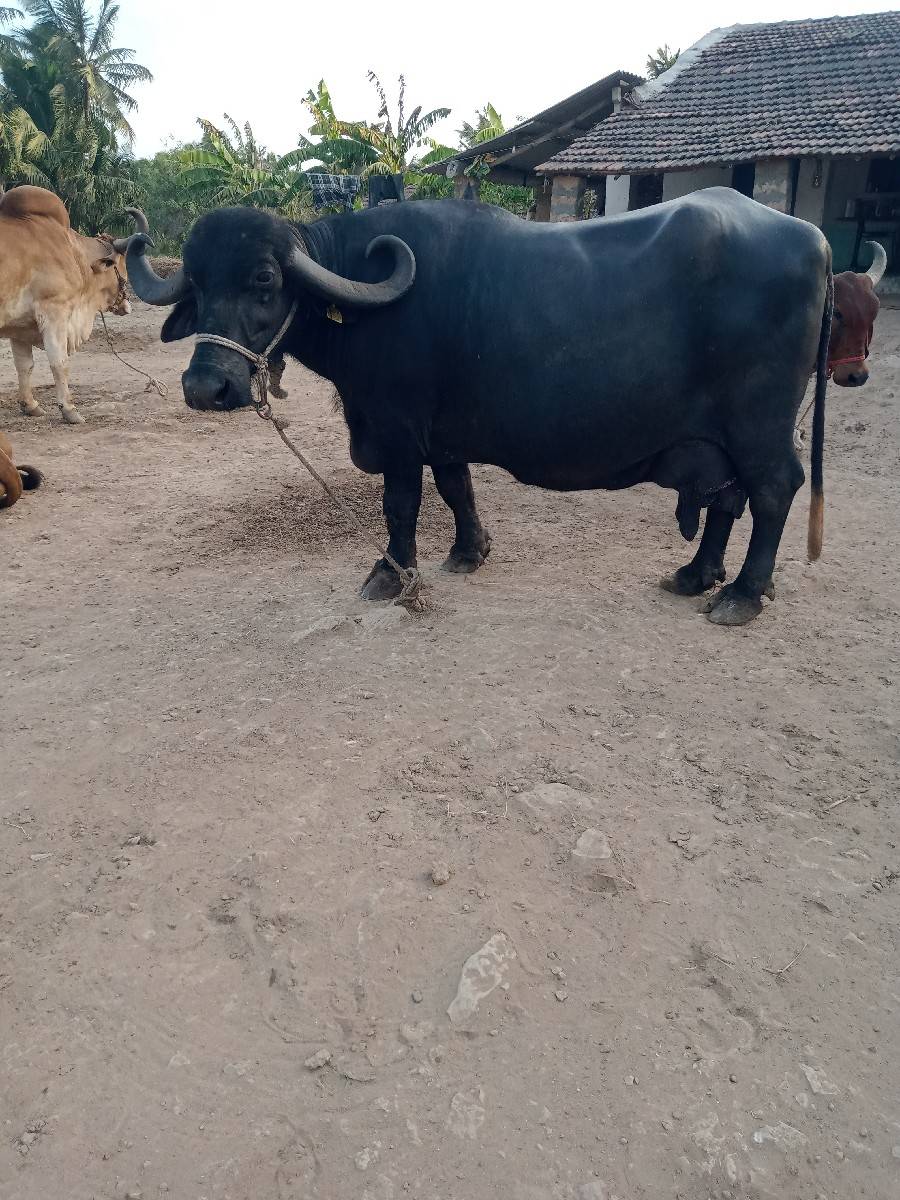 ભેશ વેચવાની છે