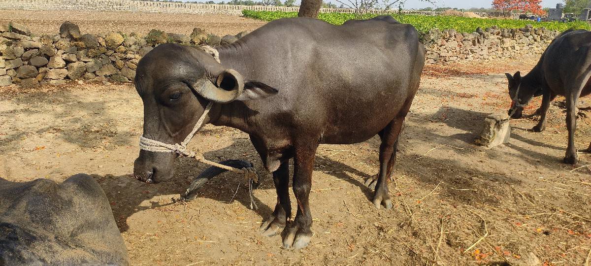 ભેંસ વેચવાની છે