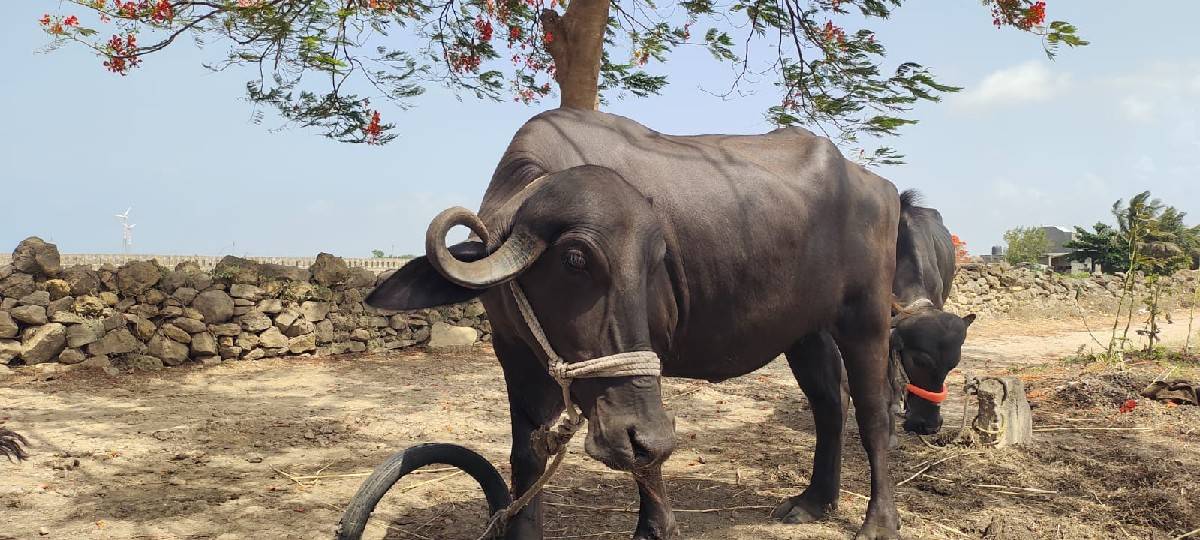 ભેંસ વેચવાની છે