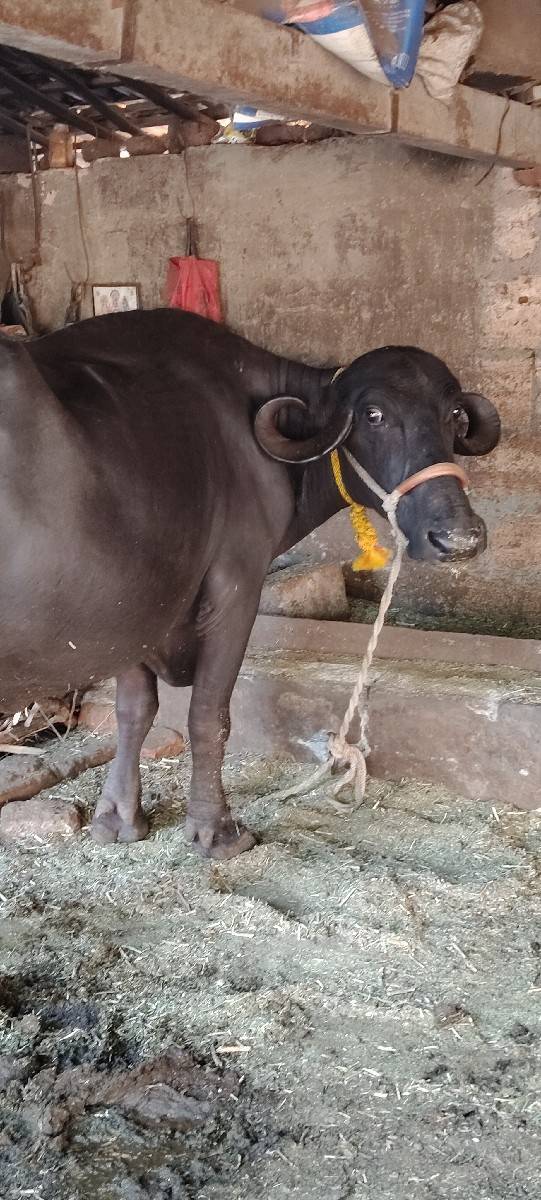 બીજું વેતર છે