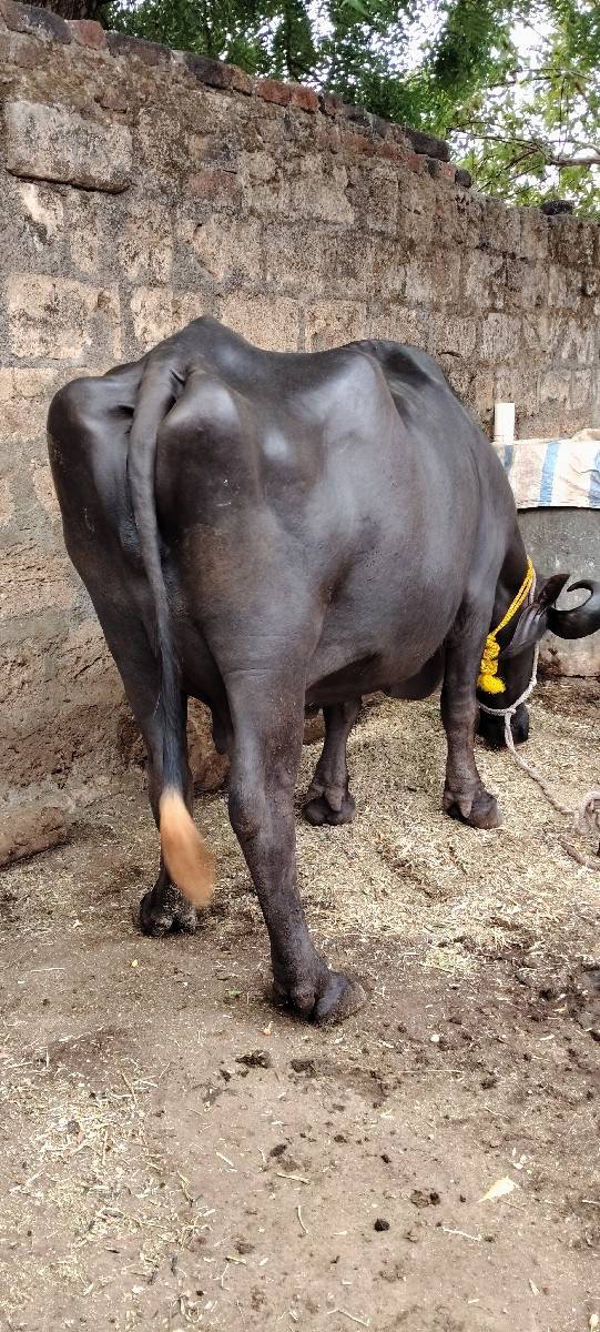 બીજું વેતર છે