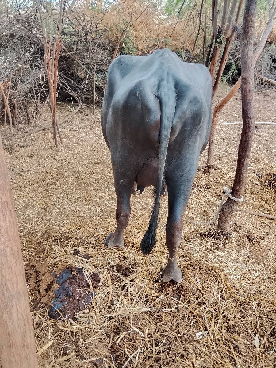 પૈલ,વીયત્રરી,ખડેલી, વેચવાની છે