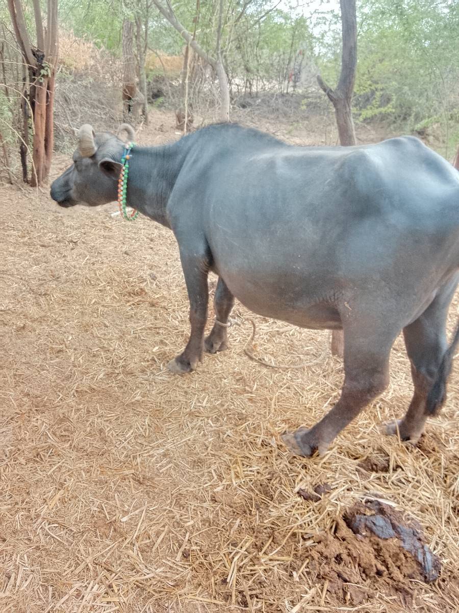પૈલ,વીયત્રરી,ખડેલી, વેચવાની છે