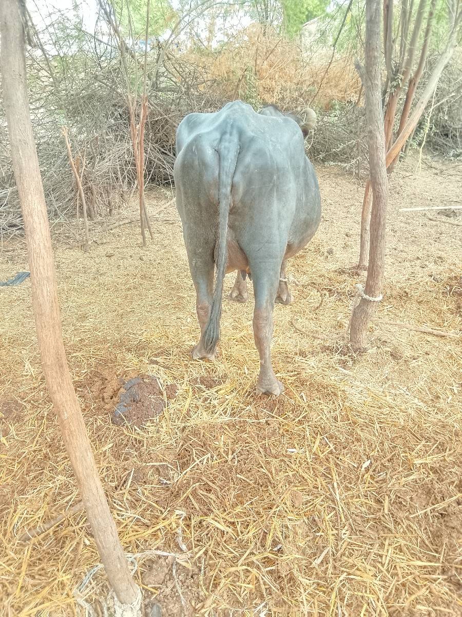પૈલ,વીયત્રરી,ખડેલી, વેચવાની છે