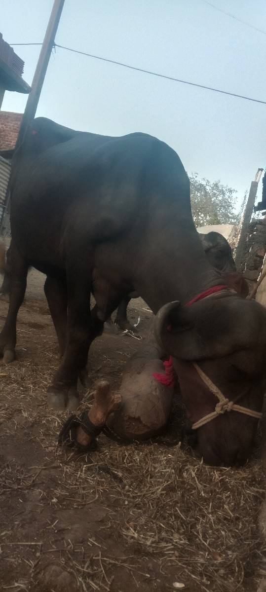 પેલું વેધર