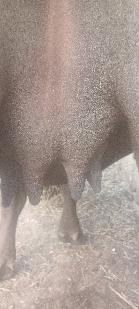 પેલું વેધર