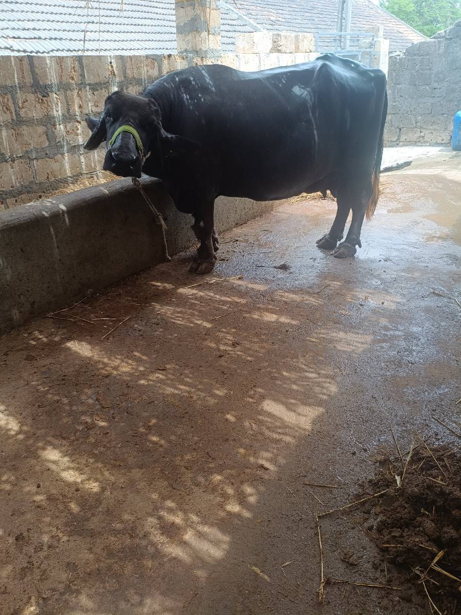 ભેંસ વેચવાની છે