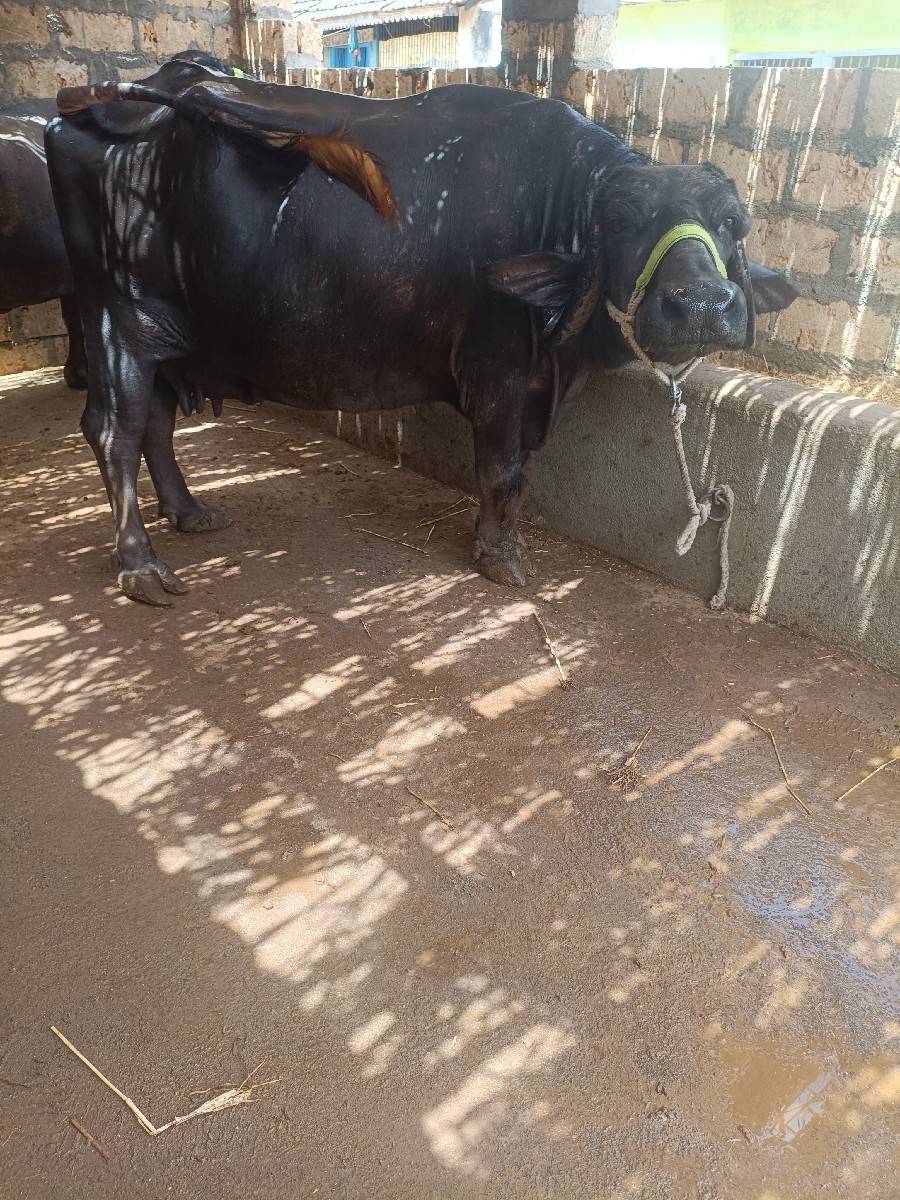 ભેંસ વેચવાની છે
