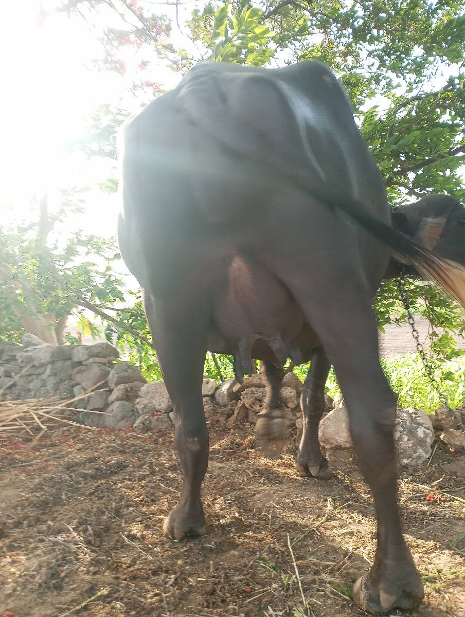 ભેંસ વેચવાની છે
